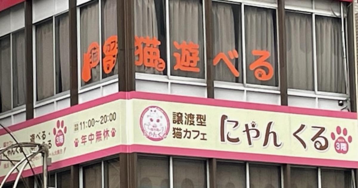 譲渡型猫カフェ にゃんくる桜木町店 桜木町 横浜市中区 横浜ペットナビ